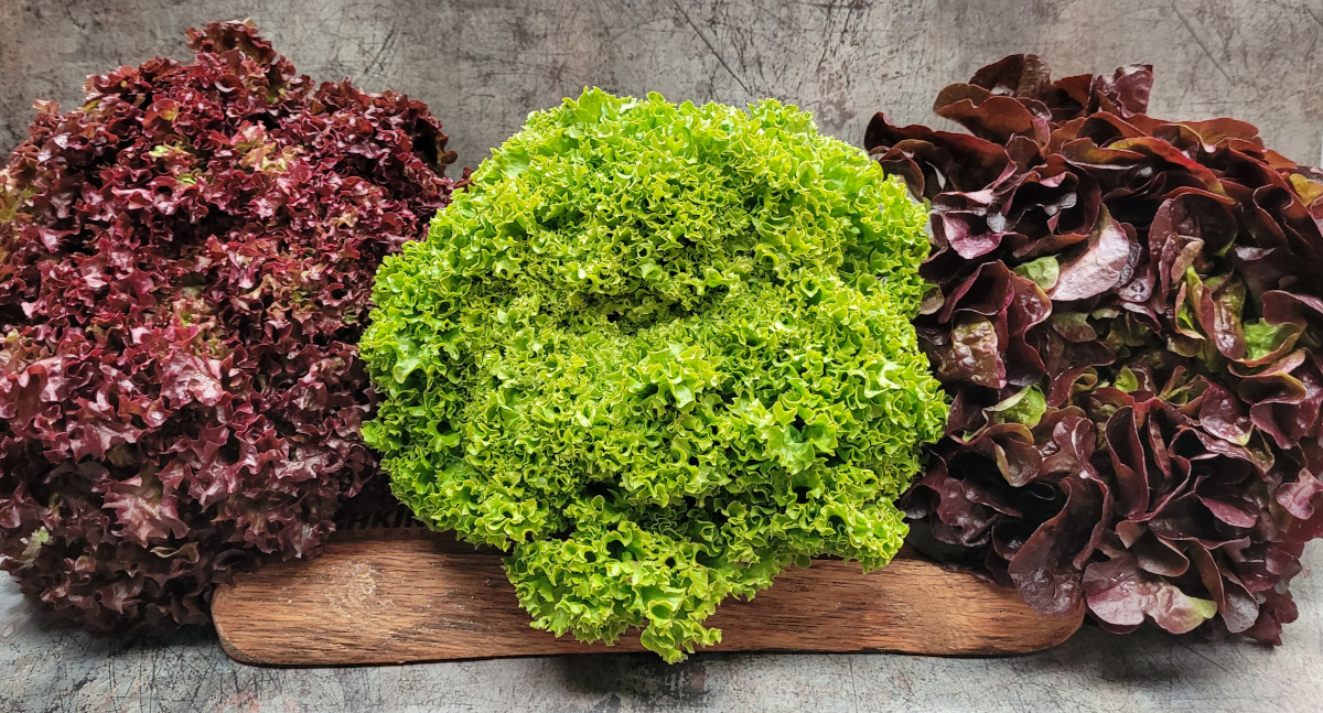 Salad Leaves
