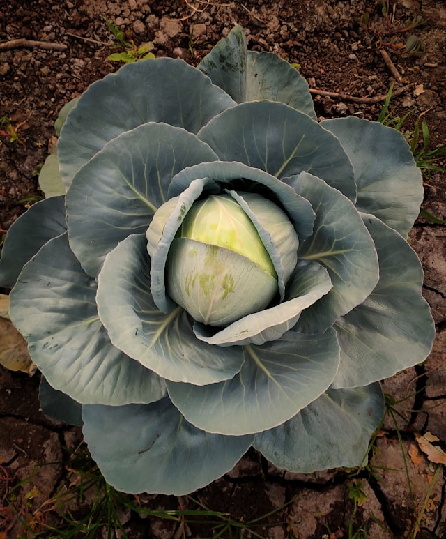 A growing cabbage